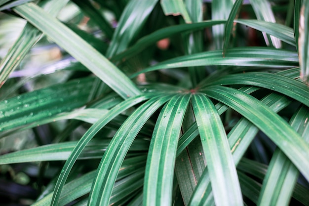 Plant at sunlight in park.