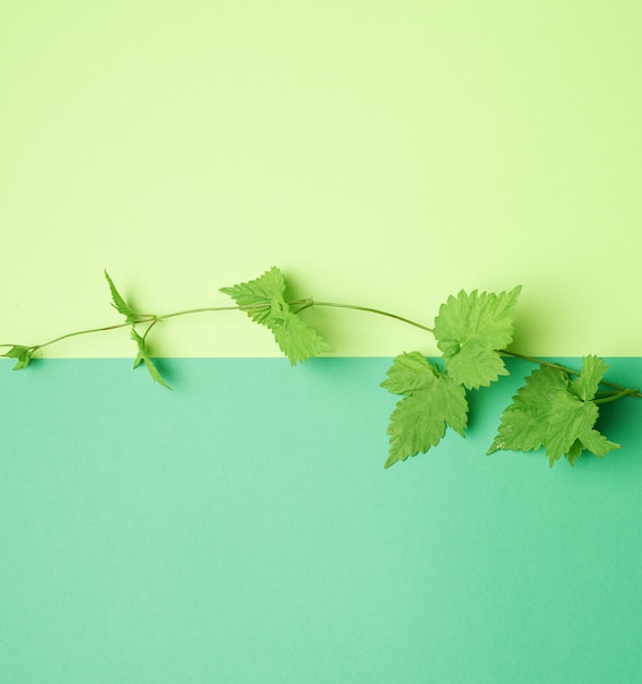 Plant tak met groene bladeren op een groene achtergrond, bovenaanzicht