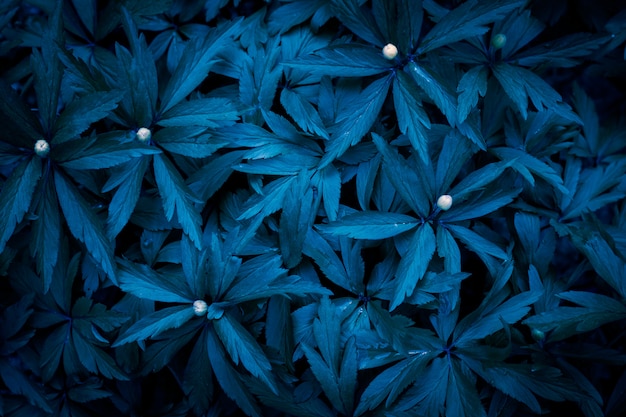 Plant texture. view from above.