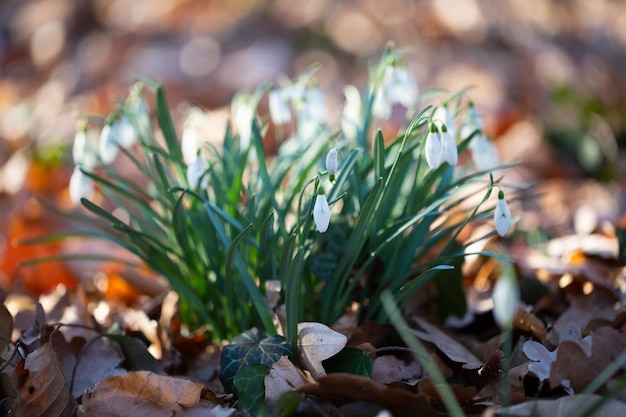 A plant that grows among dry leaves