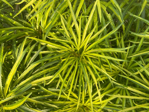 A plant that has green leaves that have the word " on it. "