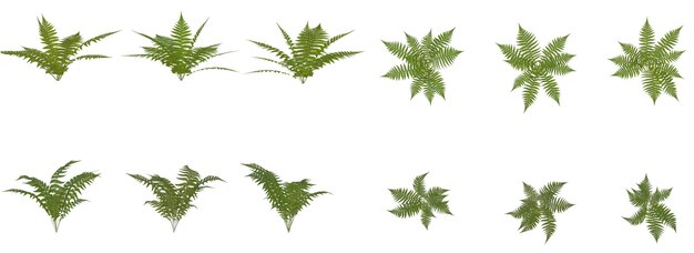 植物の植物と呼ばれる植物