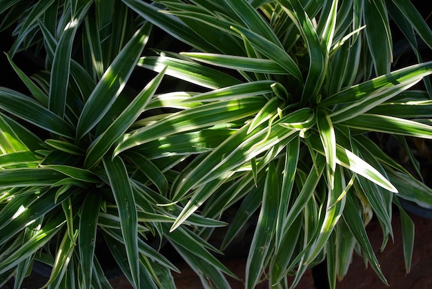 A plant that is green and has the word jungle on it