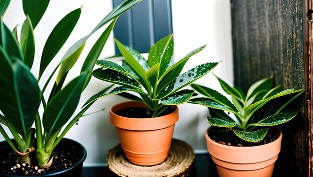 A plant that is in a pot