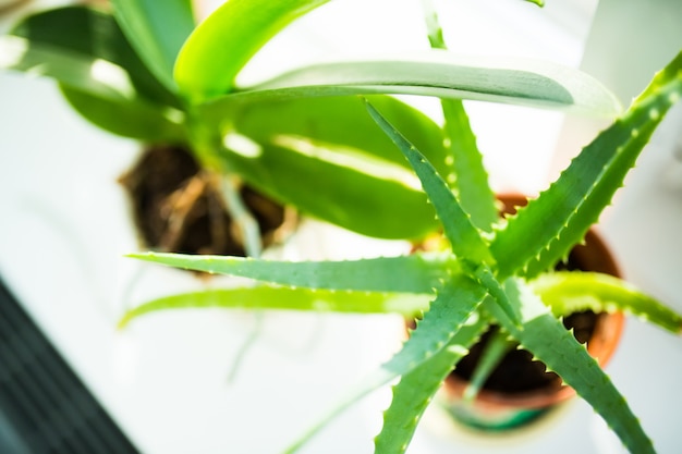 Plant thuis venster in zonnige dag