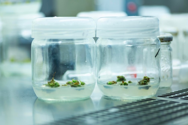 Photo plant tissue culture for agricultural research