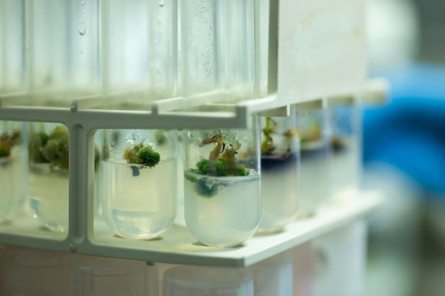 plant tissue culture media