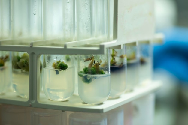 Photo plant tissue culture media