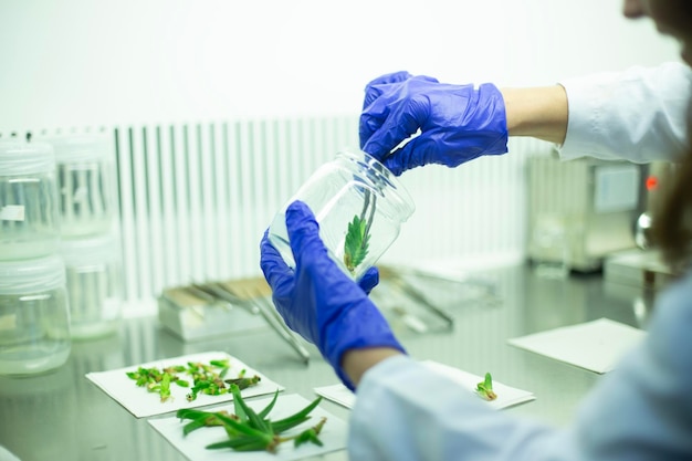 Photo plant tissue culture