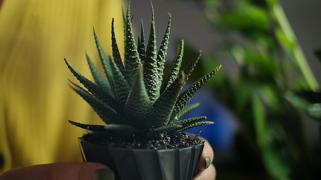 植物を別の鉢に移し、花を手に持つ庭師の接写