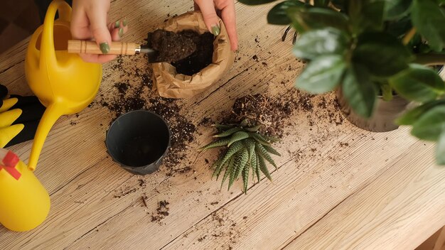 Plant transfer to another pot, close-up of a gardener holding a flower in his hand