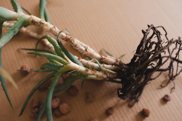 Plant transplant aloe vera lying on craft paper out of pot with sick roots and drainage stones