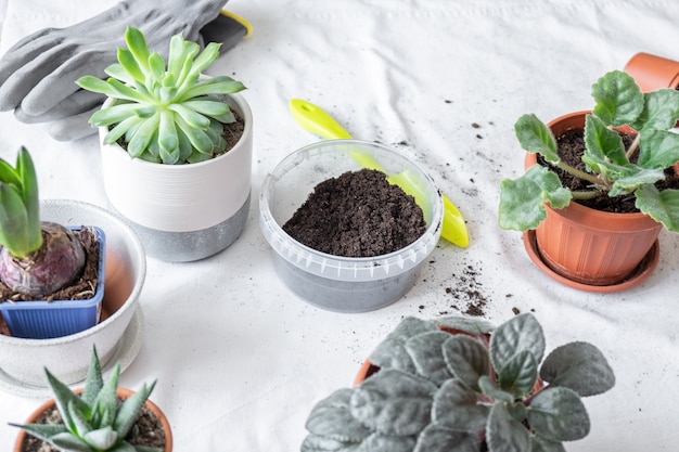 Plant transplant, soil, pots, tools for replanting on the table. Various plants in different pots on table. Concept of indoor garden home.