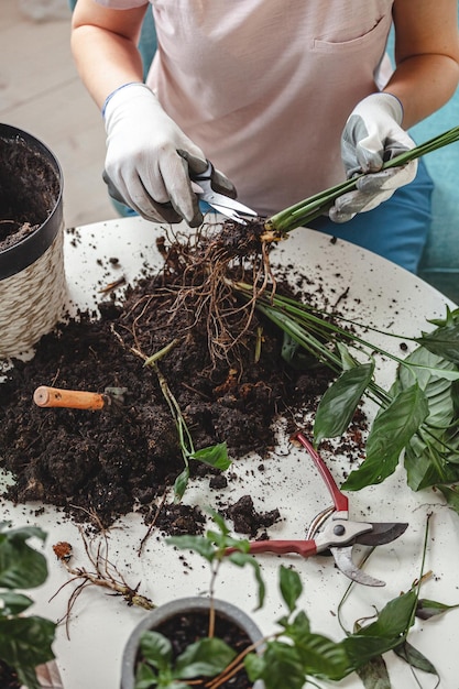 Plant transplant woman care houseplant and transplanting plant into a pot