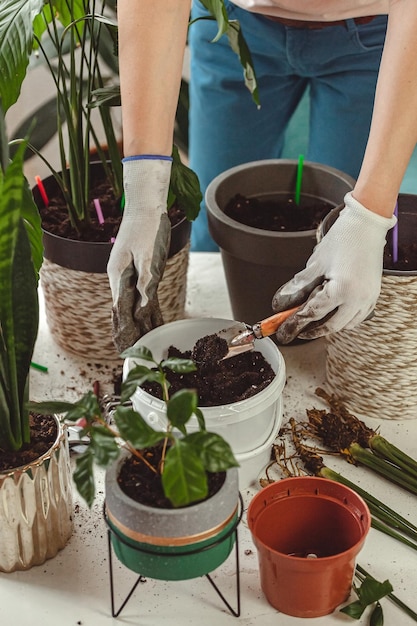 植物移植女性ケア観葉植物と鉢植え植物