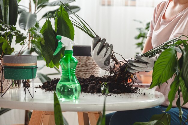 植物移植、女性ケア観葉植物および移植植物