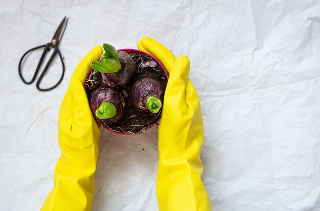 Plant transplant