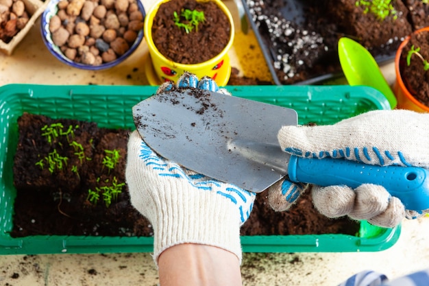 Plant transplantatie proces close-up. Accessoires voor tuinieren