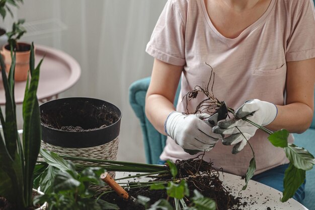 Plant transplantatie vrouw zorg kamerplant en plant verplanten in een pot