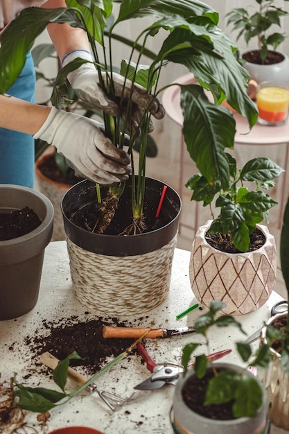 Plant transplantatie vrouw zorg kamerplant en verplanten kamerplant in een pot