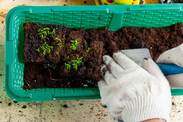 植物移植プロセスがクローズアップ。ガーデニングアクセサリー