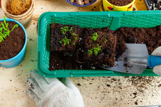 Plant transplantation process close up, Gardening accessories