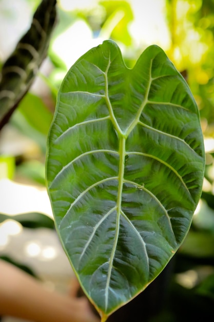 Photo plant tree leaf