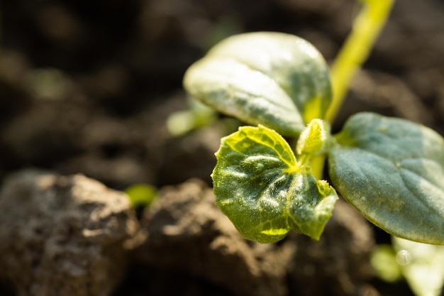 ニュートラルな背景の植物の木新鮮な緑の植物のクローズアップ