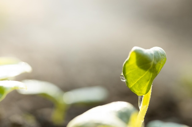 Plant tree in neutral background CloseUp Of Fresh Green Plant