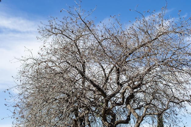 plant tree silhouette against blue sky