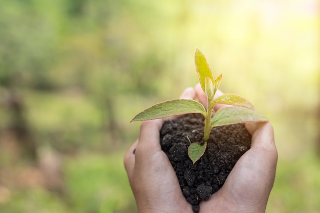 Pianta un albero. simbolo di primavera e concetto di ecologia