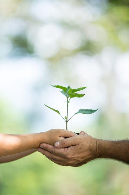 木を植える。春と生態概念のシンボル。