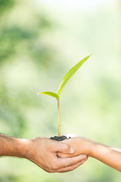 木を植える。春と生態概念のシンボル。