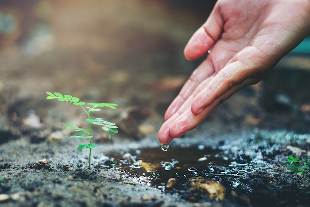 世界環境デーの木を植える