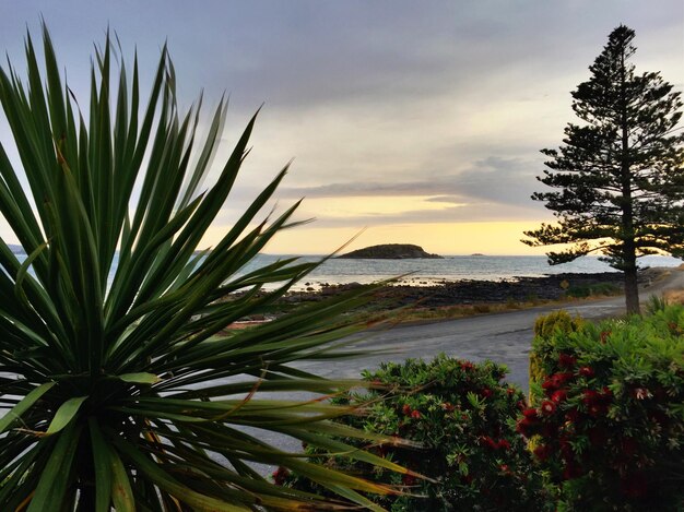 Plant and trees at beach against sky during sunset