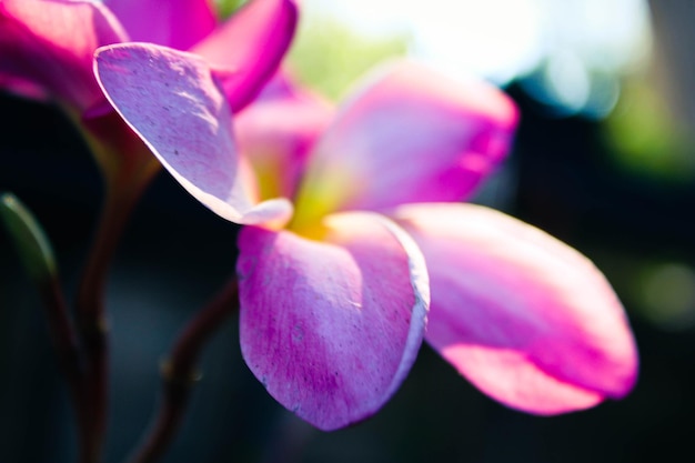 plant tuindecoratie bloem frangipani zomer