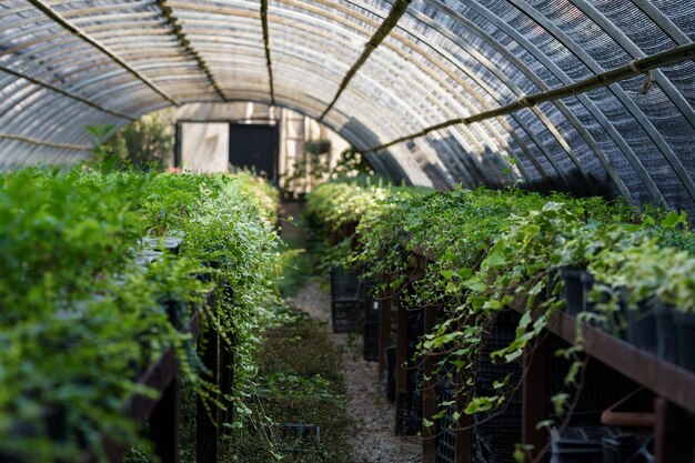 Plant tuinieren met groene klimop zaailingen in kas met transparante plafond groeien te koop