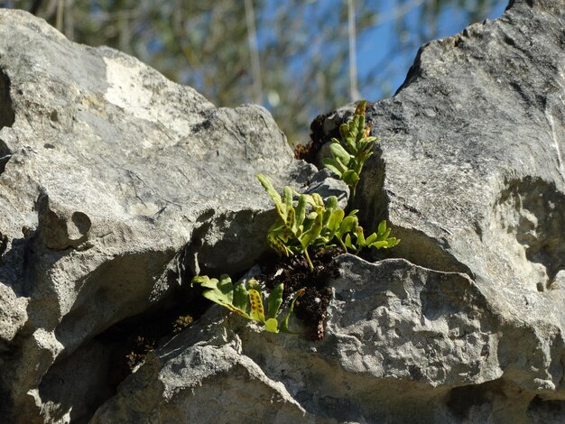 Foto plant tussen de rotsen.