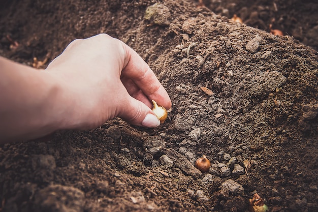 Plant uien in de tuin. Selectieve aandacht.