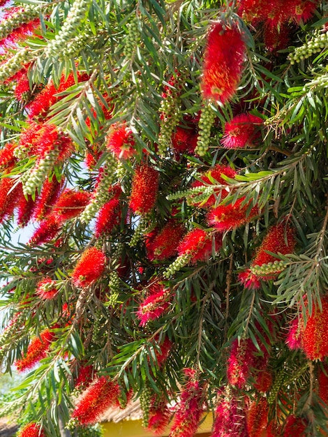 Plant van Callistemon met rode flessenborstelbloemen en bloemknoppen tegen intens blauwe lucht