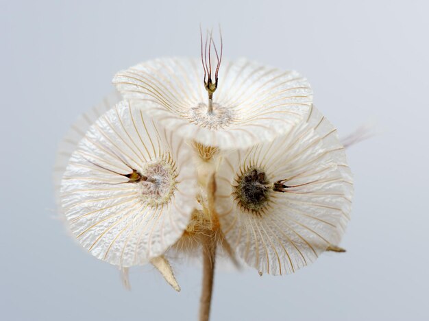 Plant van Israël