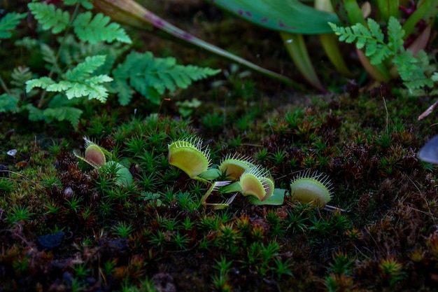 Plant Venus flytrap een soort vleesetende planten uit een monotypisch geslacht