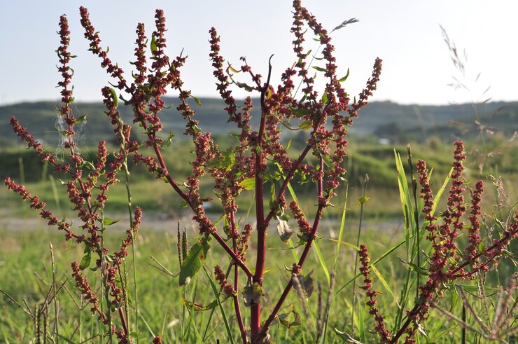 식물보기