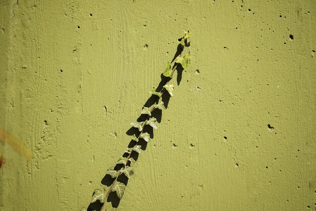 Foto pianta la vite sul muro verde