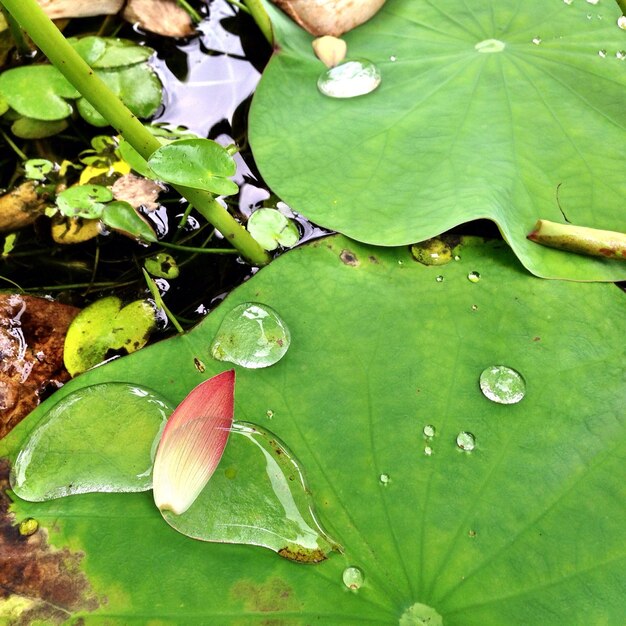 Photo plant in water