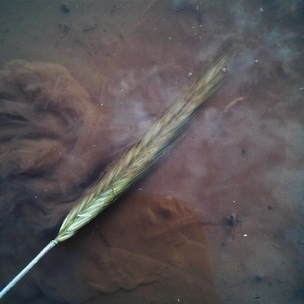 Plant in water