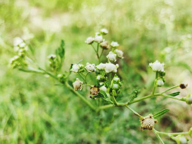 Photo a plant which grows automatically in the village side knows as phulki