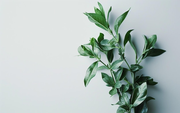 Plant On White Background