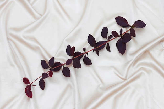 A plant on a white cloth