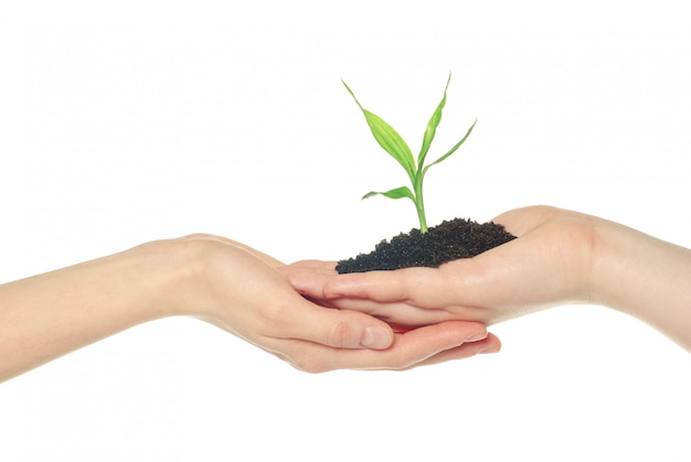 Photo plant on white isolated